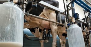 Automatic Health Check in Dairy Farms Using FLIR Thermal Imaging Cameras